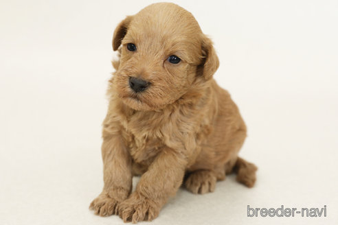 販売中の神奈川県のミックス犬-378609の3枚目
